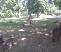 Petting-Zoo